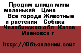 Продам шпица мини маленький › Цена ­ 15 000 - Все города Животные и растения » Собаки   . Челябинская обл.,Катав-Ивановск г.